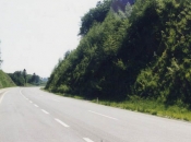 Vegetacija je popolnoma prerasla prej krušeč se strmi teren Vegetacija je popolnoma prerasla prej krušeč se strmi teren