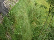 Grüne Böschung